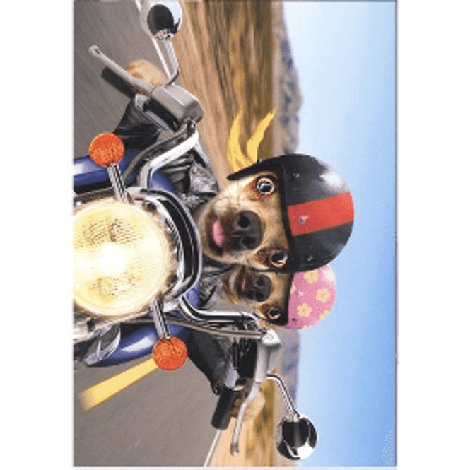 Hovedbilde Kort Biker dogs....