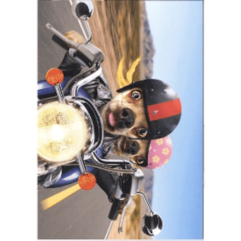 Kort Biker dogs....