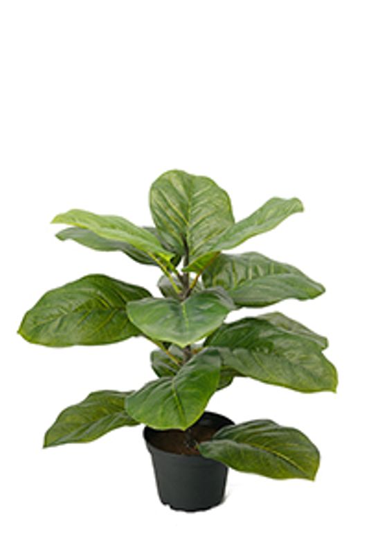 Fiolfikus i potte H 40 cm