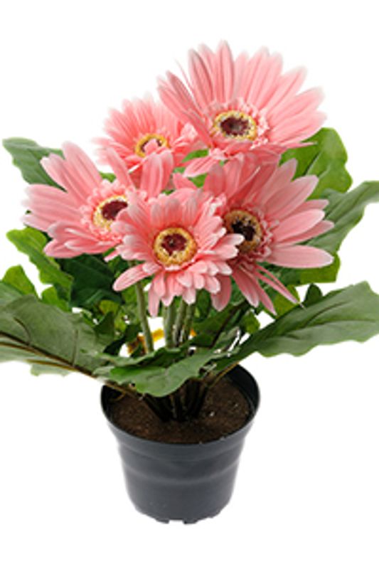 Gerbera rosa