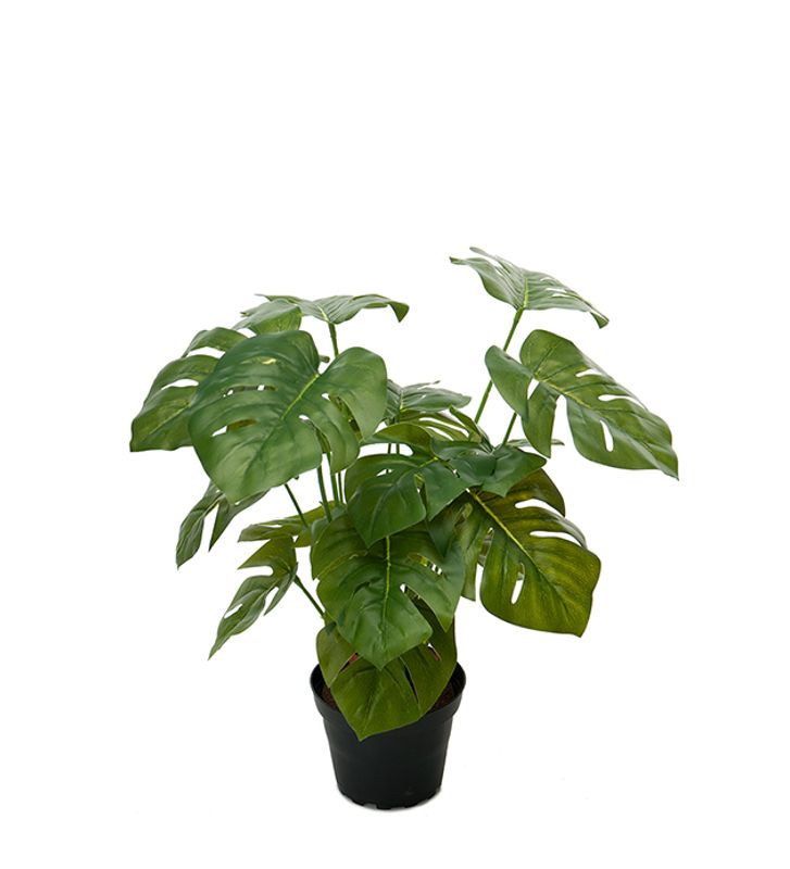 Monstera i potte H 28 cm