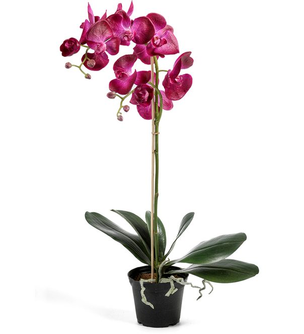 Hovedbilde Phalaenopsis Rosa 12x60 cm