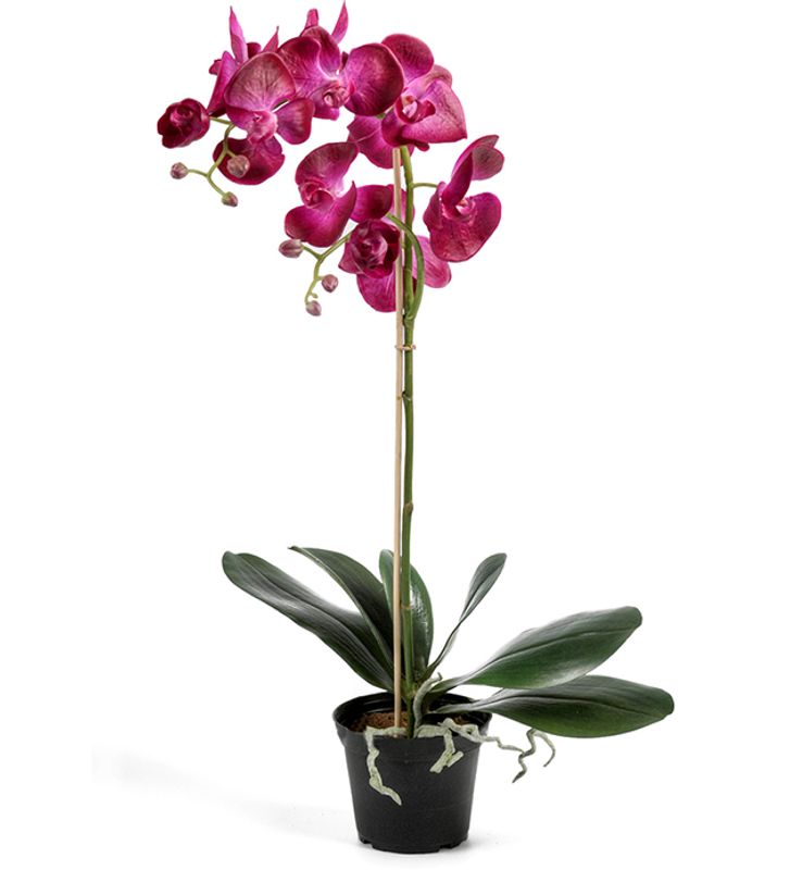 Phalaenopsis Rosa 12x60 cm