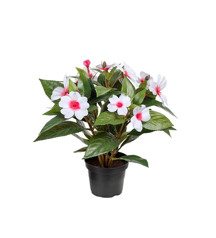 Lyckliga lotta Hvit/rosa i potte 10x30 cm