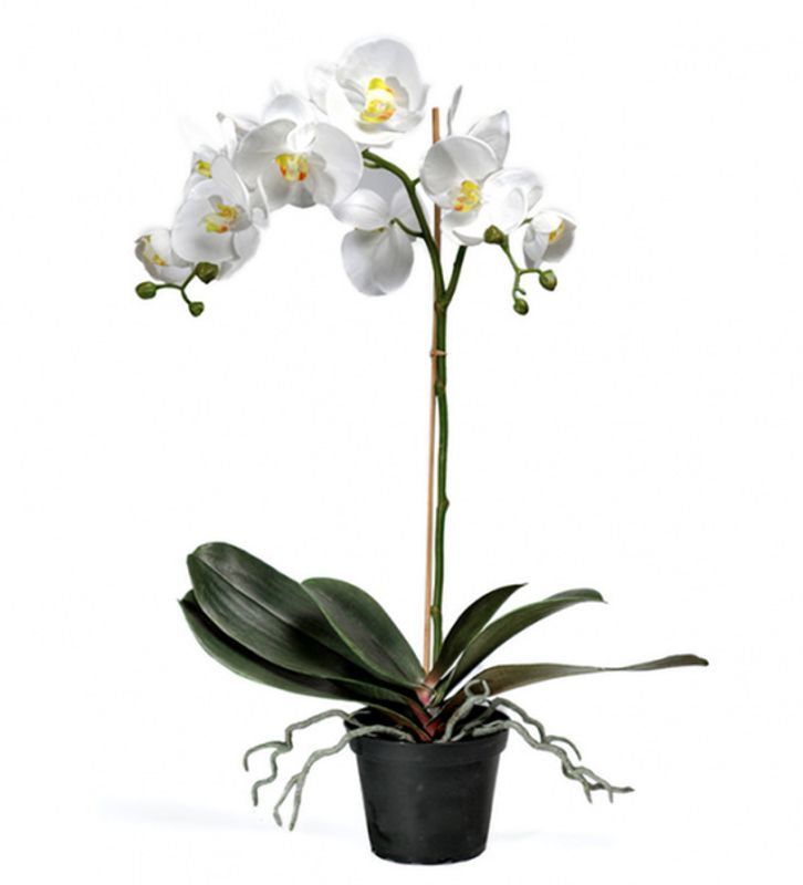 Orkide Hvit H: 60 cm