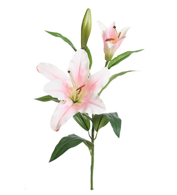 Lilje Rosa og hvit på stilk H: 70 cm