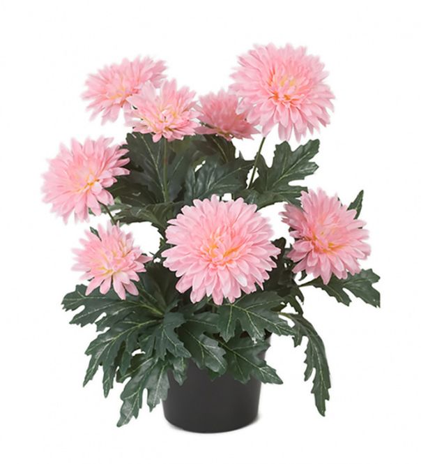 Hovedbilde Chrysanthemum Rosa 30x9 cm