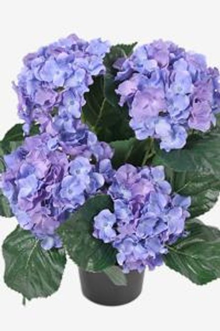 Hovedbilde Hortensia blå i potte