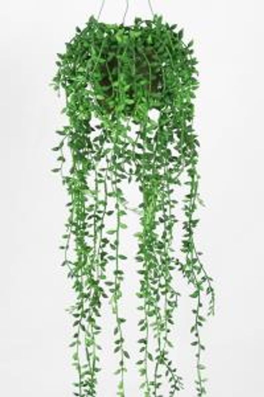 Senecio grønn hengeplante 8258-90-3
