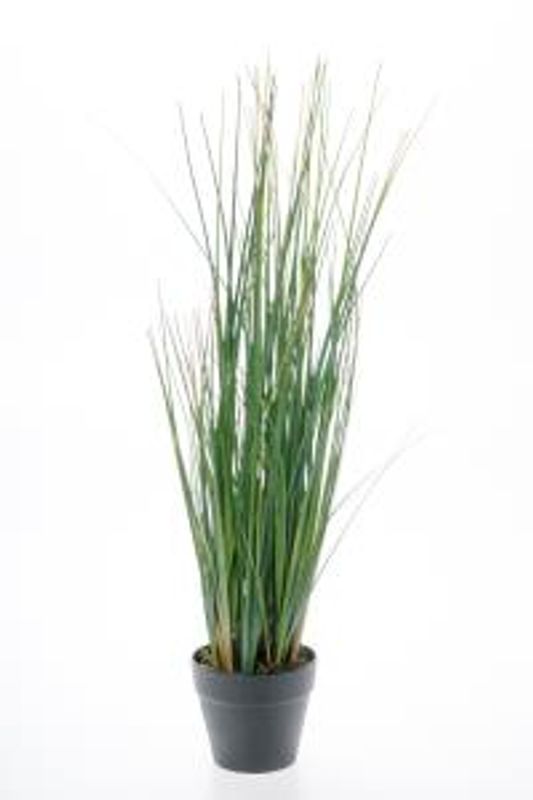 Gras 1558-90-1
