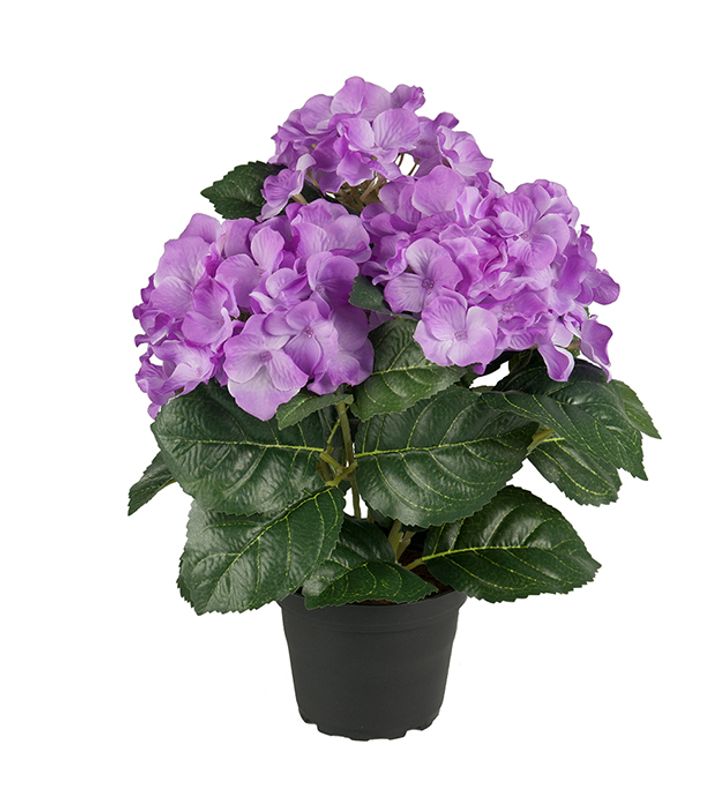 Hortensia Lilla i potte H 30 cm