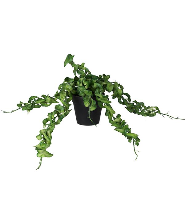 Hovedbilde Hoya i potte 15 cm