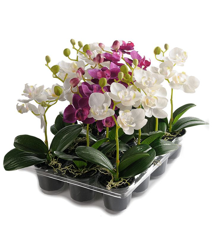 Phalaenopsis Hvit i potte H 23 cm