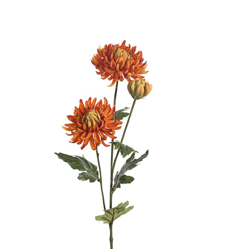 Chrysanthemum/stilk H 60 cm