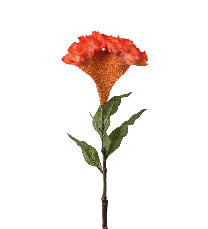 Celosia/stilk H 75 cm