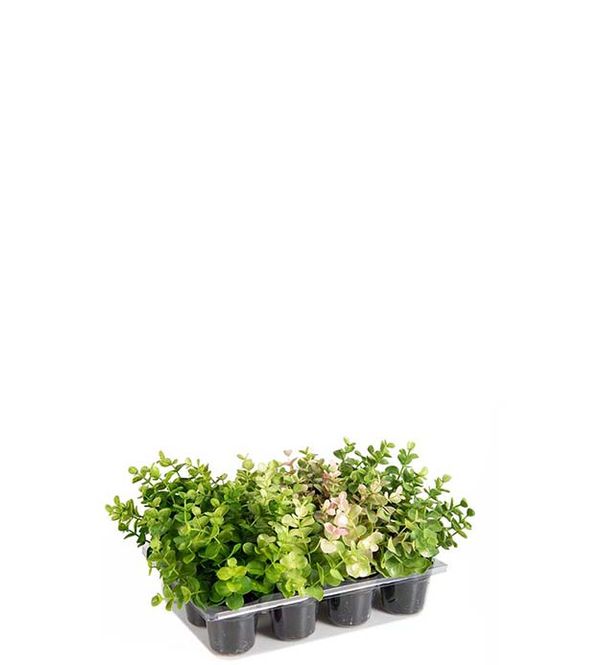 Hovedbilde Eucalyptus mini i potte H 14 ...