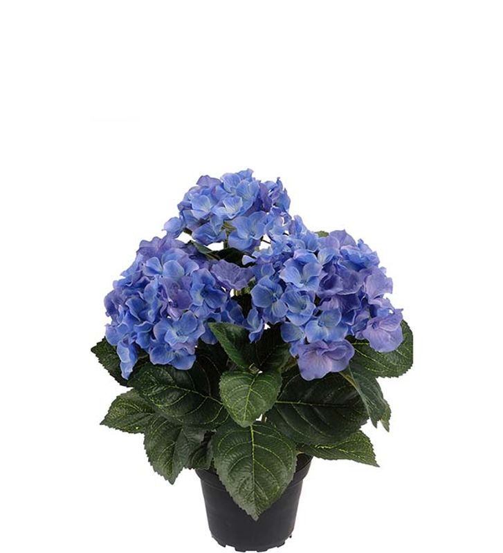 Hortensia blå i potte H 30 cm